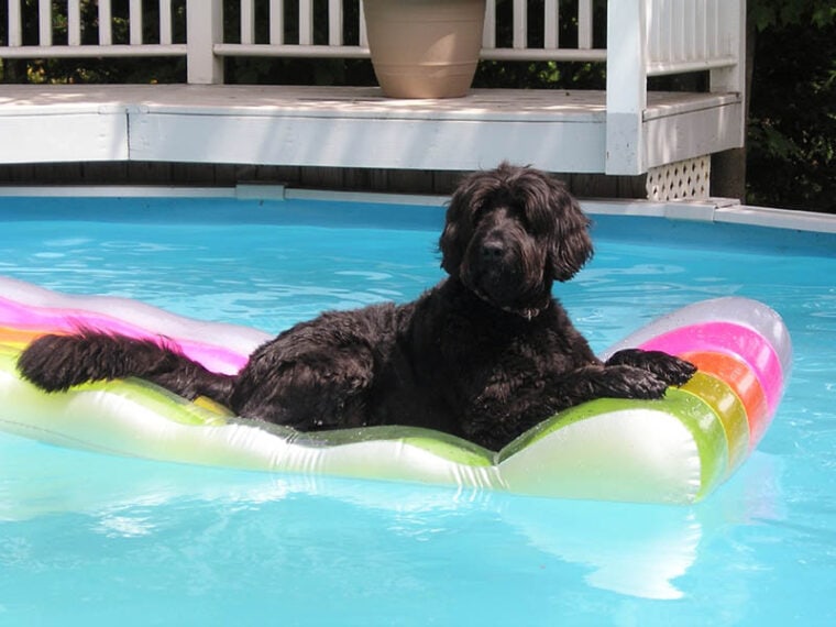 black dog on floater in the pool