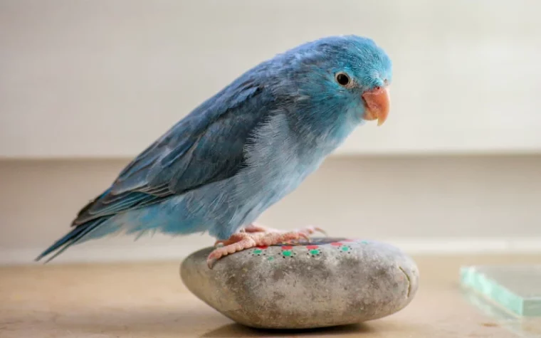 blue parrot bird perched on a rock