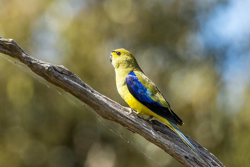 Blue-winged Parrot perched