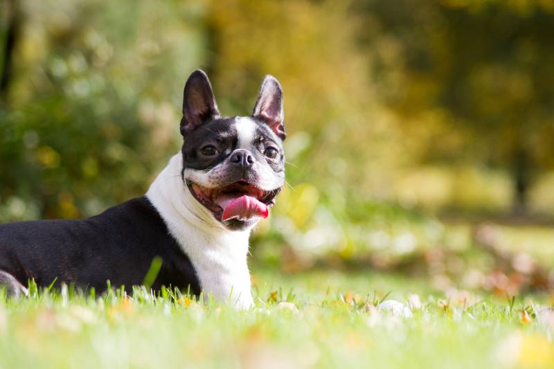 boston terrier posing in the park