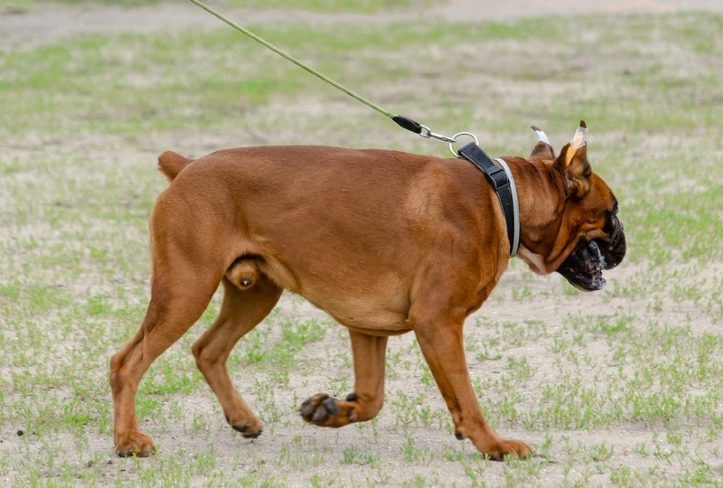Perro boxer con cola amputada camina con correa