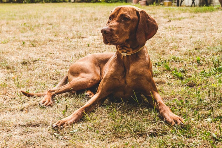 brown dog wearing calming collar