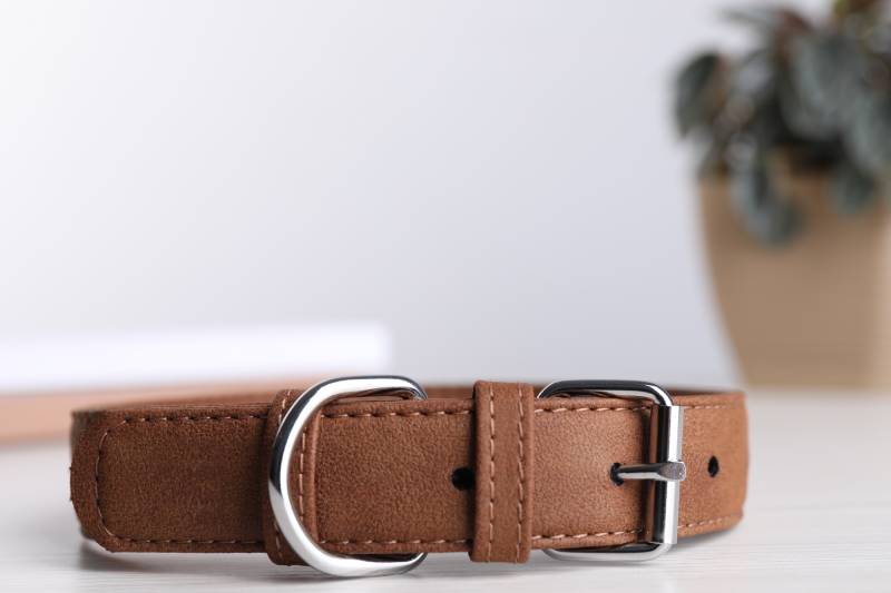 brown leather dog buckle collar