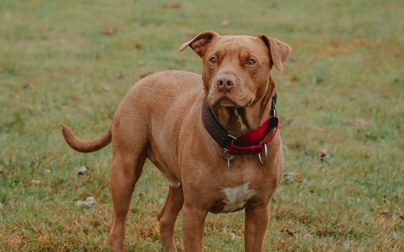 brown pitbull with collar standing outdoors on grass