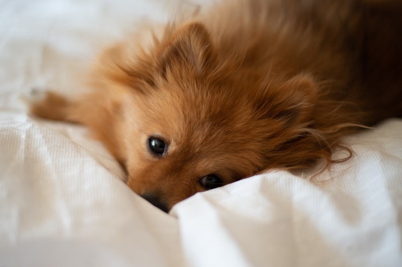 kahverengi kırmızı Pomeranian yatakta yatıyor