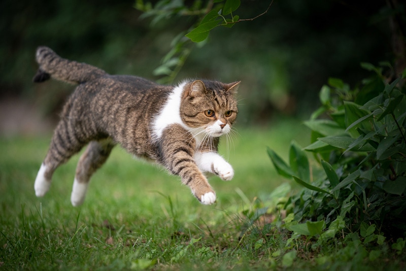 cat jumping outdoor
