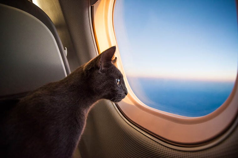 cat looking at the airplane window
