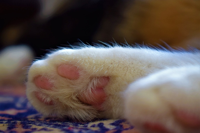 cat toe beans