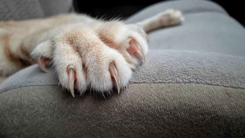 cat's paws with long and sharp claws on cat fabric sofa