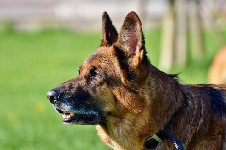 close up german shepherd about to bark