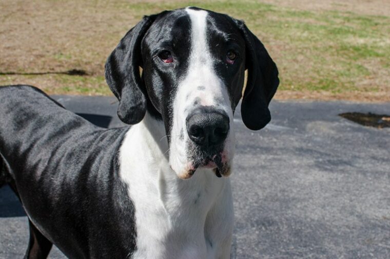 close up of a mantle great dane dog