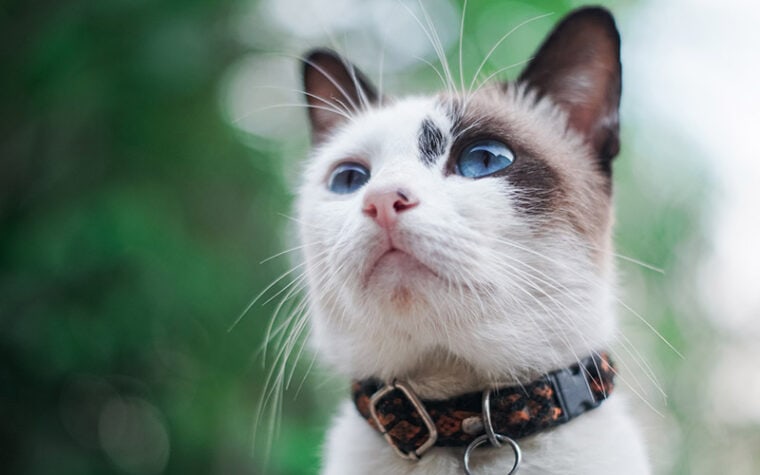 close up of cat with blue eyes wearing collar