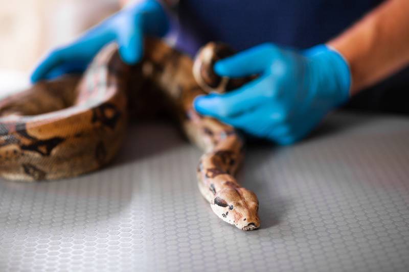 close up of snake in hands of caring vet