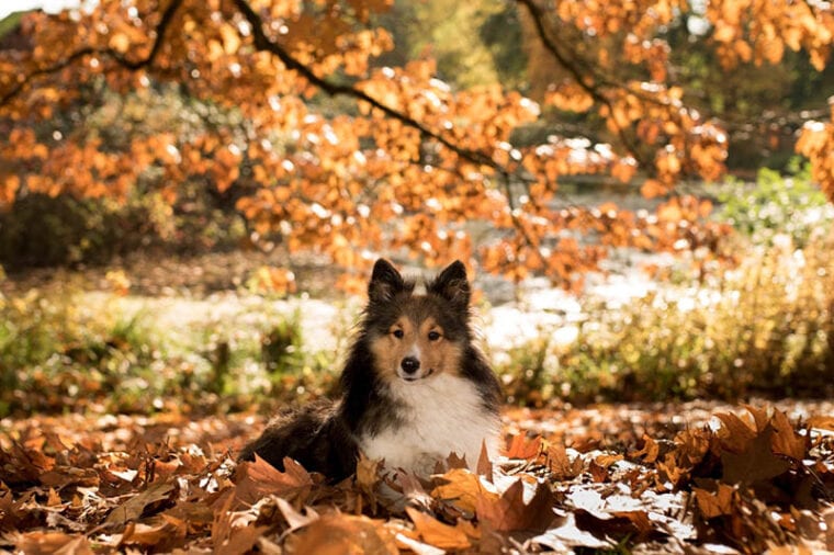 collie under the tree during autumn