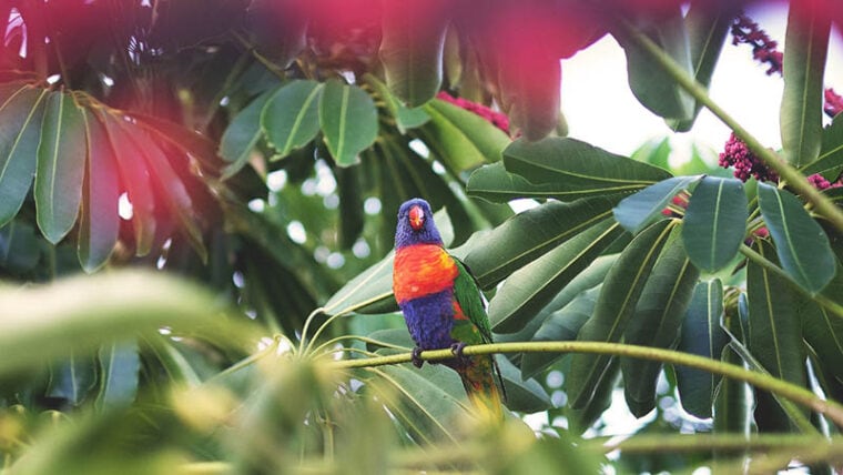 colorful parrot perched amidst the trees
