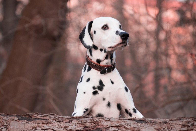 dalmatian dog wearing a collar outdoors