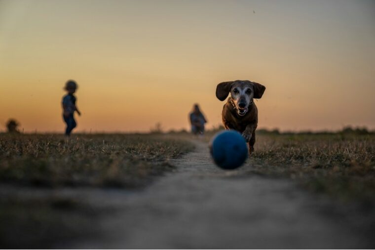 dog chasing the ball in the park