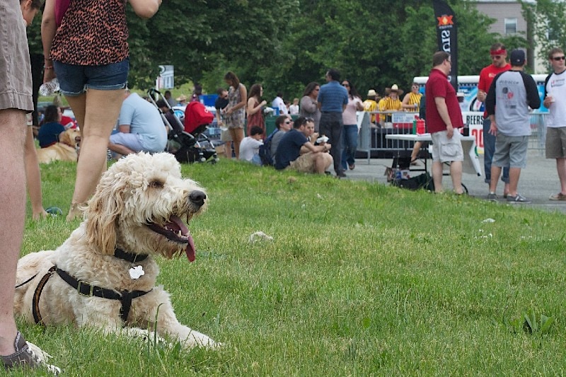 dog lying on grass at a festival