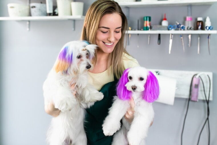 dogs at grooming salon
