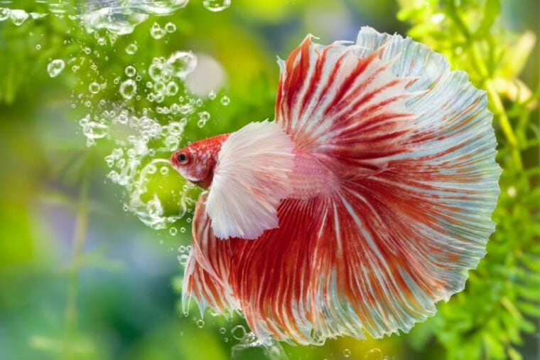 10 Rare Betta Fish Colors (with Pictures) | Pet Keen