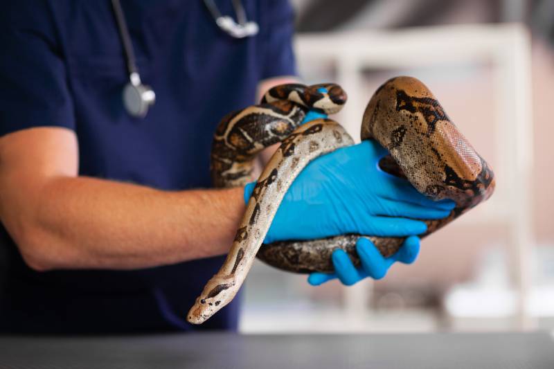 exotic pet python examined by veterinarian in his hands