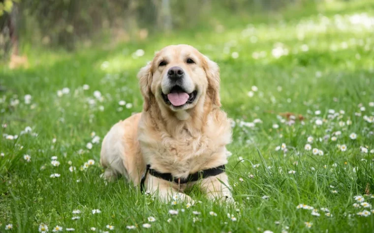 golden retriever happily lying on the grass