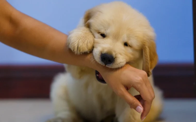 golden retriever puppy biting an arm