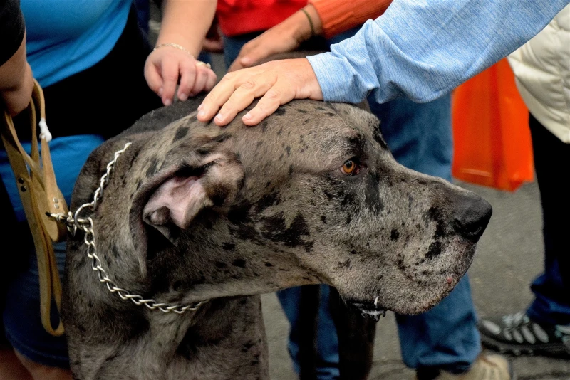 gray great dane being petted by people