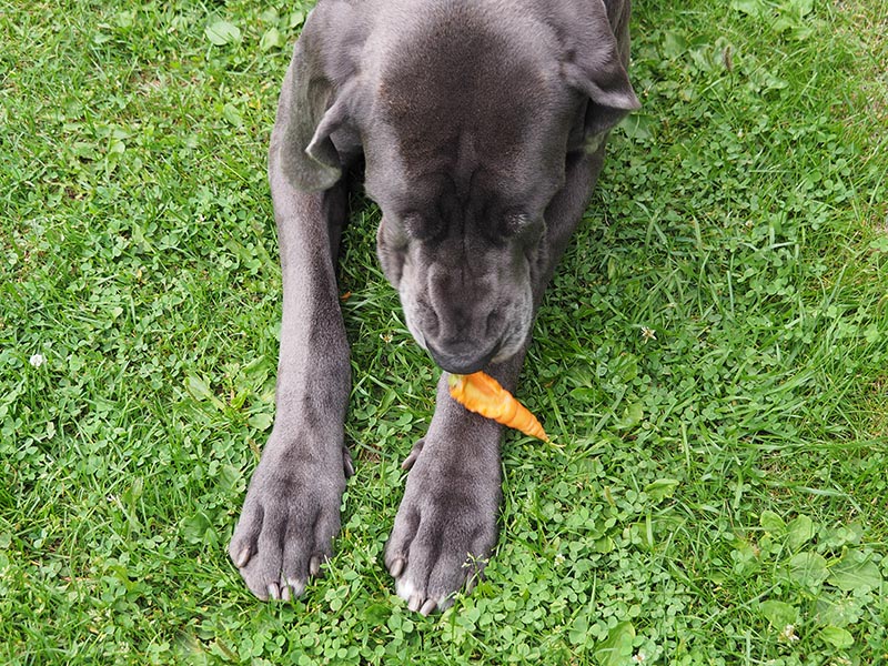 great dane chewing carrots