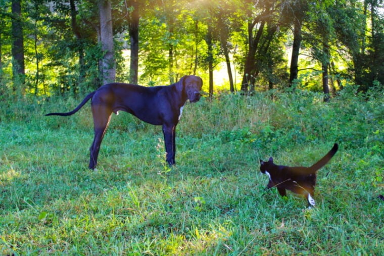 great dane dog and cat in the grass