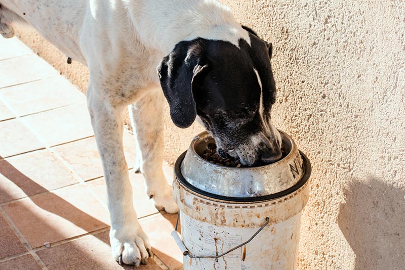 great dane dog eating dog food from the feeder bowl
