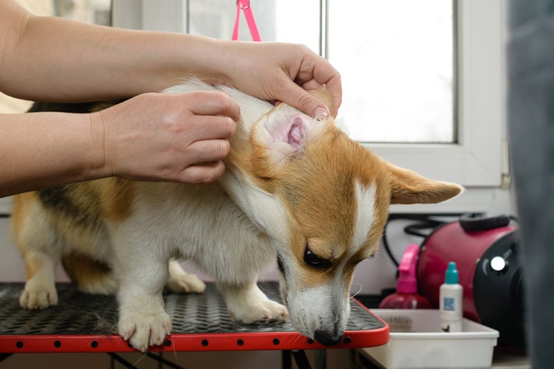 groomer cleans the ears of a pembroke welsh corgi dog