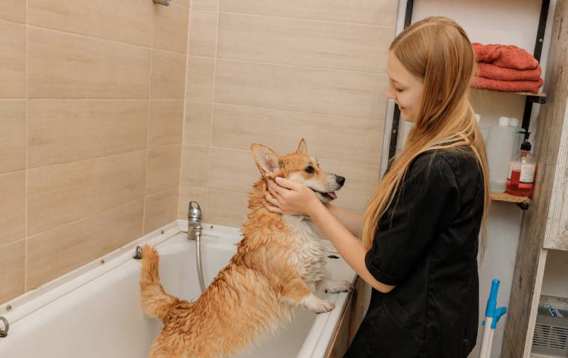 groomer massaging corgi's ear during bath time