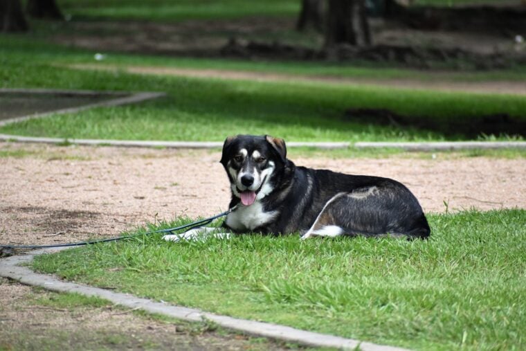 husky dog resting on the grass at a Texas park
