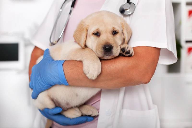 labrador puppy in the arms of a vet