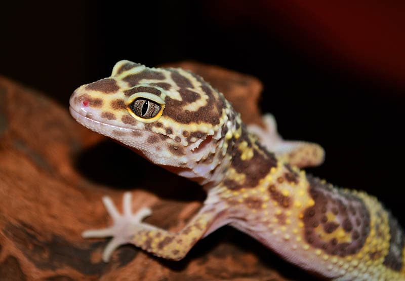 gecko leopardo de cerca