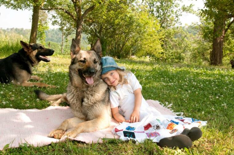 little girl with two german shepherd dogs in the garden