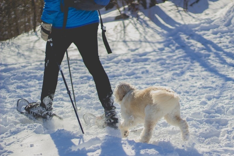 man and dog snowshoeing