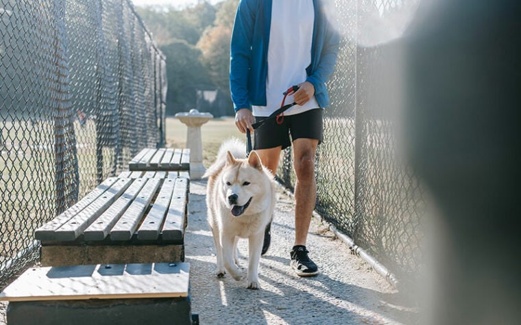 man walking white dog through fenced area