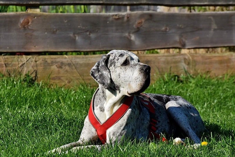 merle great dane dog in harness lying on grass
