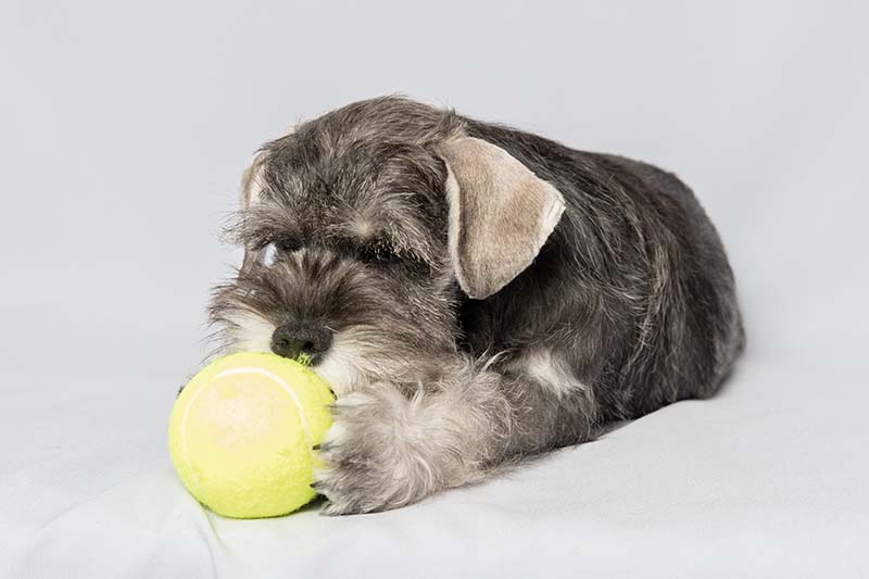 miniature schnauzers playing with ball