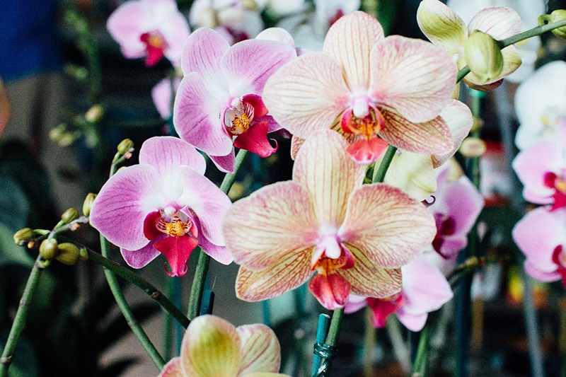 Are Orchids Poisonous to Cats? Vet-Reviewed Facts & FAQ | Pet Keen