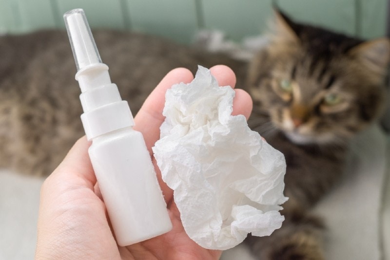 nasal spray for cats