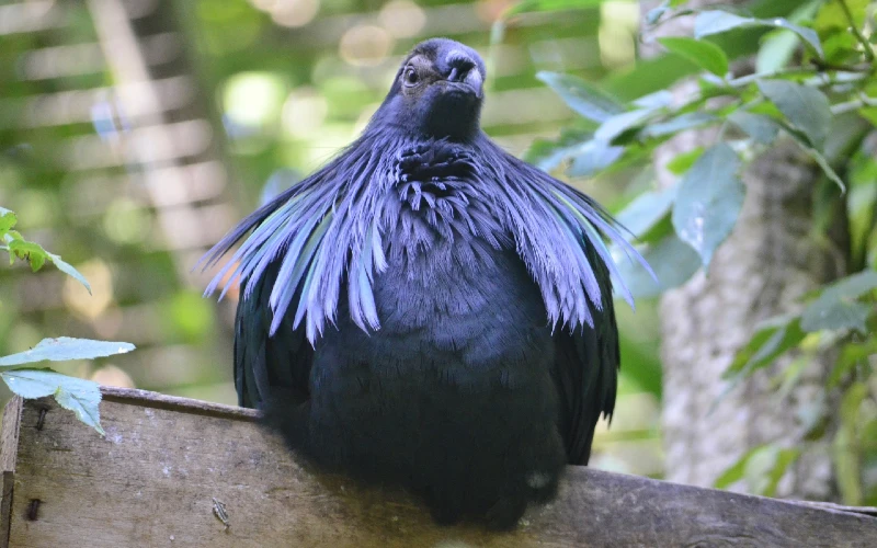 obese dark-feathered bird