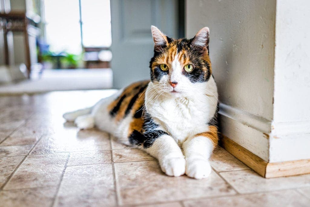old calico cat at home
