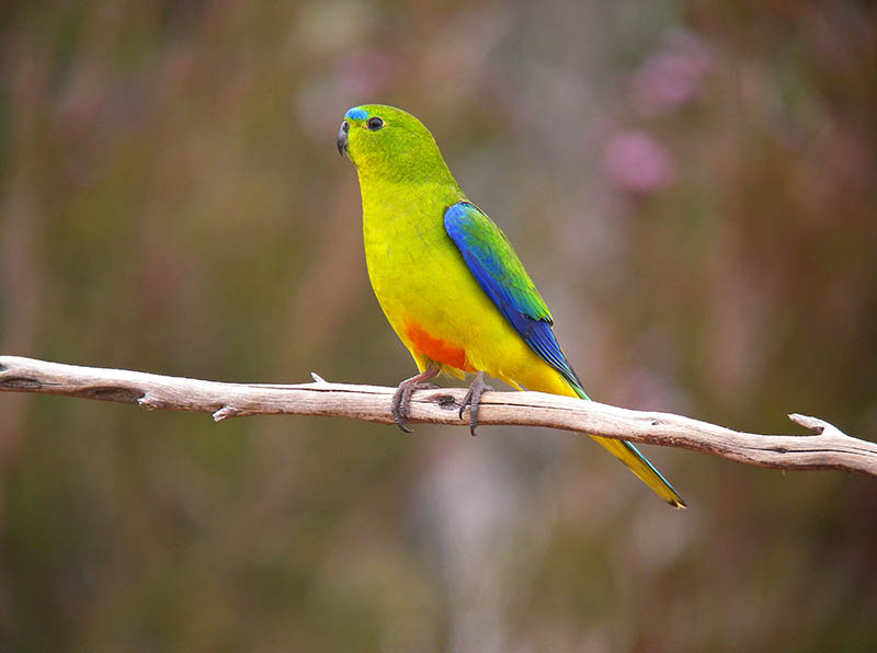 Orange-bellied Parrot perched