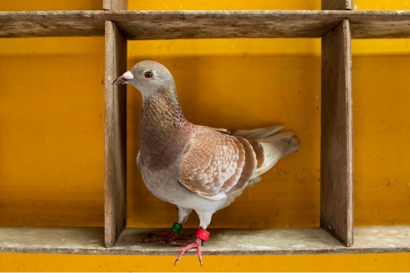 pigeon bird with leg band