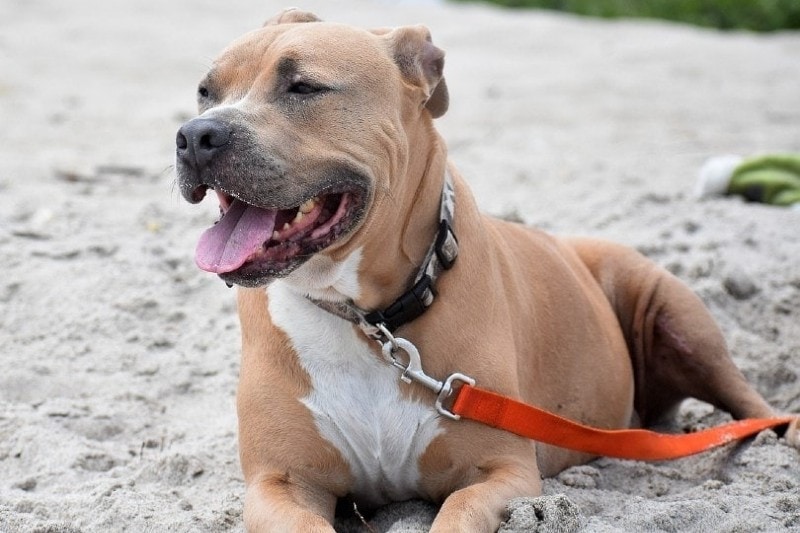 pitbull on a leash lying on sand