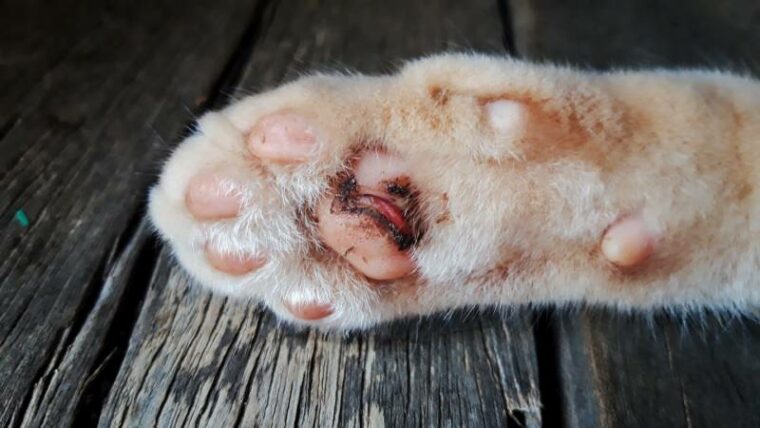 poor wounds on the cat's paws