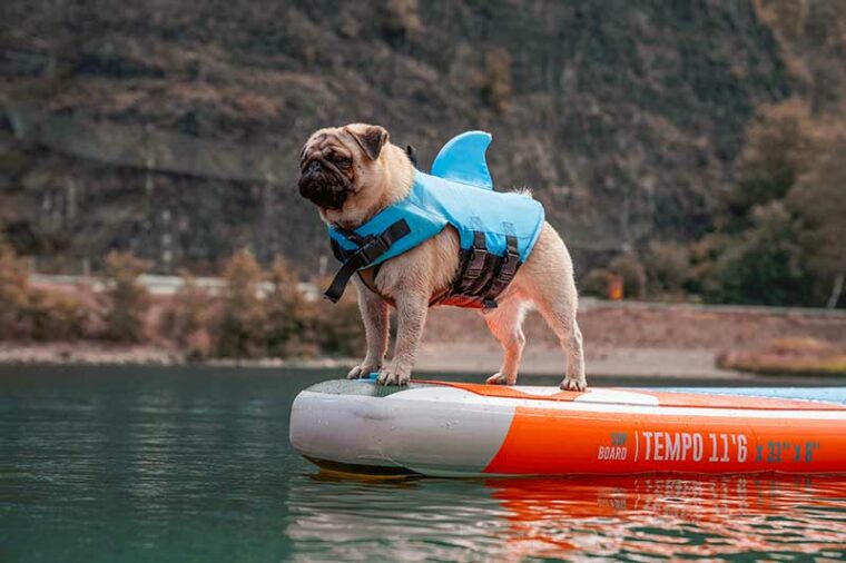 pug wearing life vest on paddle board